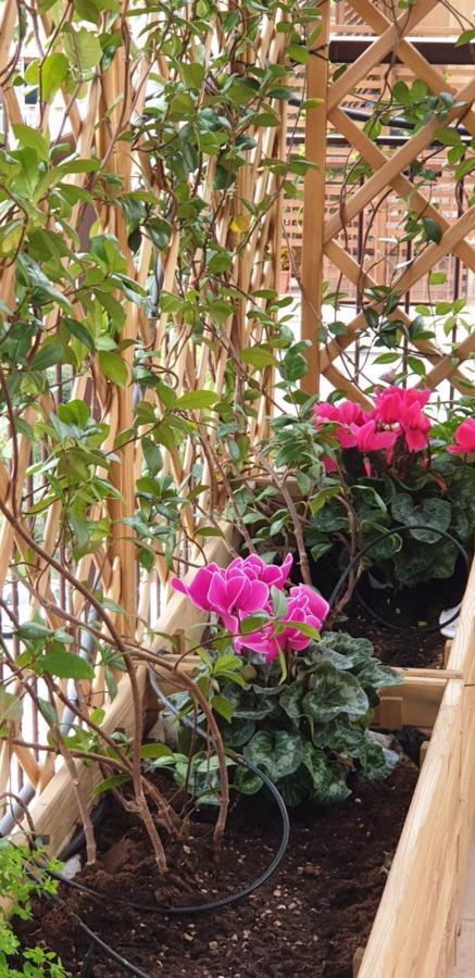 Bed and Breakfast In Terrazza Da Giusy Рим Екстер'єр фото